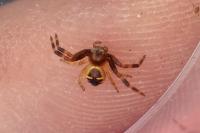 Synema globosum