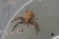 Xysticus
