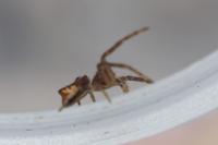 Tmarus