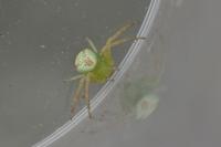 Ebrechtella tricuspidata