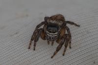 Evarcha arcuata