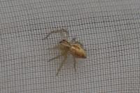 Oxyopes
