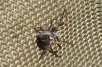 Agalenatea redii