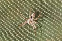 Pisaura mirabilis