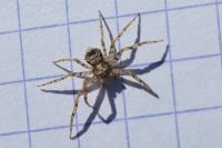 Philodromus