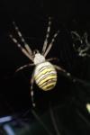 Argiope bruennichi