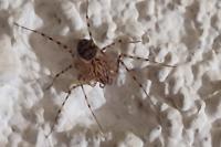 Scytodes thoracica