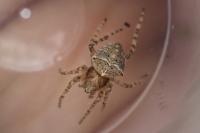 Gibbaranea bituberculata