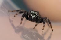 Evarcha arcuata