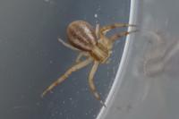 Runcinia grammica