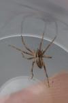 Pisaura mirabilis