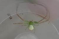 Ebrechtella tricuspidata