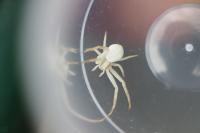 Misumena vatia