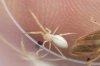 Uloborus walckenaerius