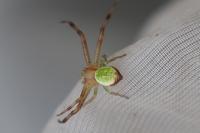 Ebrechtella tricuspidata