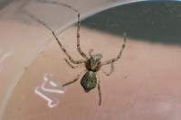 Tmarus