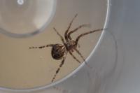 Agalenatea redii