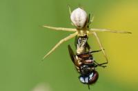 Runcinia grammica