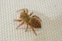 Carrhotus xanthogramma