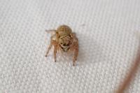 Carrhotus xanthogramma