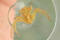 Thomisus onustus