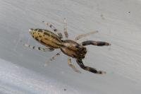 Marpissa nivoyi