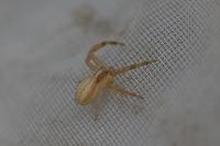 Runcinia grammica