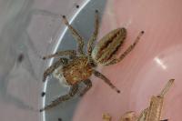 Marpissa radiata