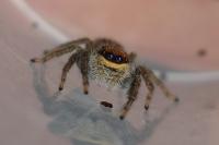 Marpissa radiata