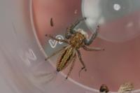 Marpissa radiata