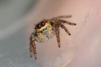 Carrhotus xanthogramma