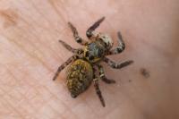 Carrhotus xanthogramma