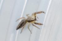 Mendoza canestrinii