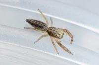 Mendoza canestrinii