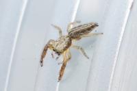 Mendoza canestrinii