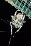 Araneus angulatus