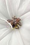 Xysticus