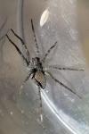 Pardosa wagleri