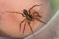 Lycosidae