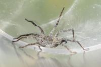 Pardosa wagleri