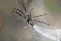 Pardosa wagleri
