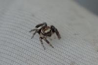 Evarcha falcata