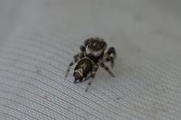 Evarcha falcata
