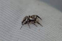 Evarcha falcata