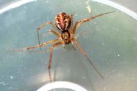Linyphia triangularis