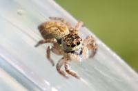 Carrhotus xanthogramma