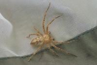 Olios argelasius