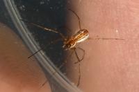 Neriene radiata