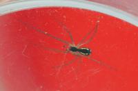 Neriene radiata
