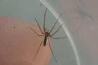 Neriene radiata